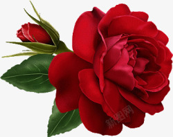 漫画花束一朵红色玫瑰花高清图片