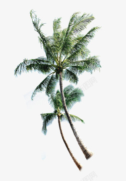泰国椰青泰国椰树高清图片