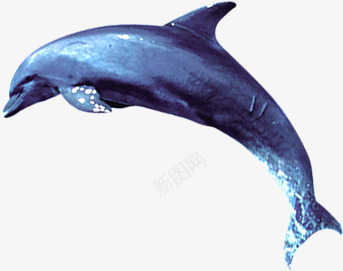 海豚海洋png免抠素材_新图网 https://ixintu.com 海洋 海豚 素材