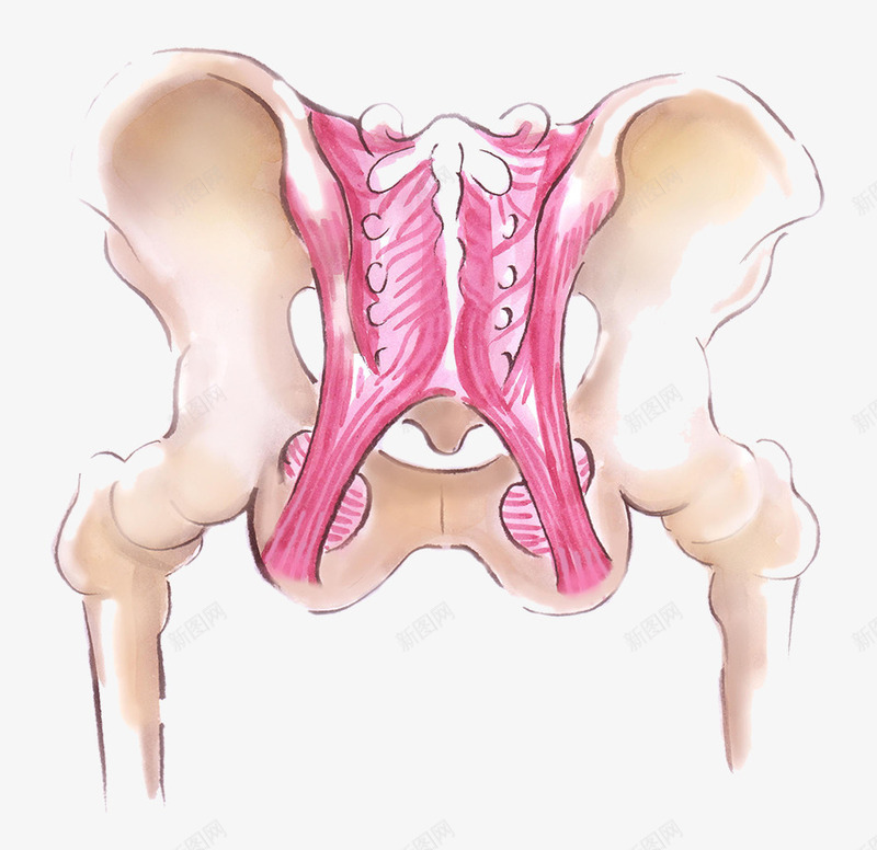 手绘骨盆肌肉插图png免抠素材_新图网 https://ixintu.com 关节 医学 尾骨 手绘骨盆与肌肉 骨 骨头 骨盆 髋骨