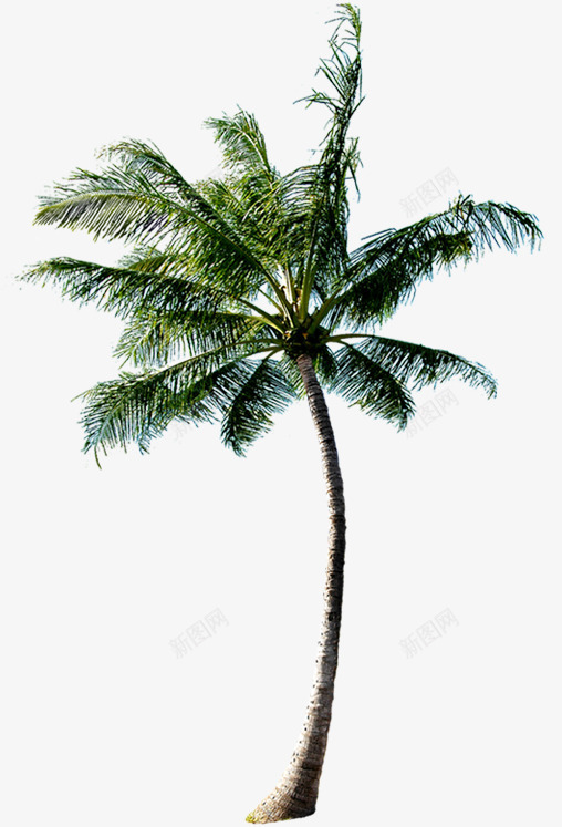 风景沙滩海边椰子树png免抠素材_新图网 https://ixintu.com 椰子树 沙滩 海边 风景