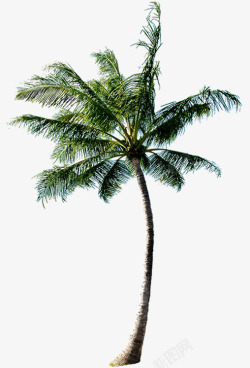 风景沙滩海边椰子树素材