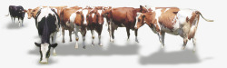 牧场草原草原奶牛动物牧场高清图片