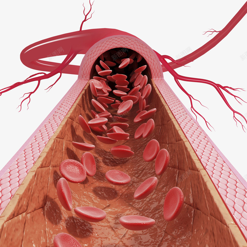 心动脉血管医学插画png免抠素材_新图网 https://ixintu.com 人体器官 健康 医疗 卫生保健 心动脉血管医学插画 血液循环