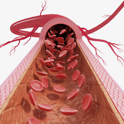 血管动脉横断面插画心动脉血管医学插画高清图片