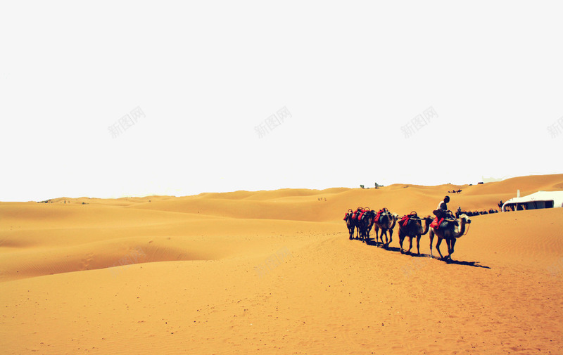 沙漠骆驼png免抠素材_新图网 https://ixintu.com 大沙漠 极限环境 沙子 黄沙