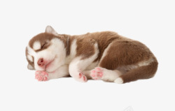 狗动灰白色可爱躺着的哈奇士狗实物动高清图片
