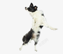 黑白色小狗跳舞的小狗高清图片