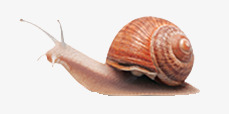 爬行的小蜗牛动物卡通爬行小蜗牛高清图片