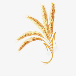 粮食谷物金黄色低头饱满五指状小麦穗高清图片