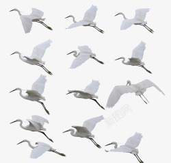 飞行的白鹤翱翔天空的白鹤高清图片