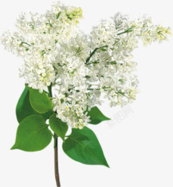 绿叶白色丁香花朵素材