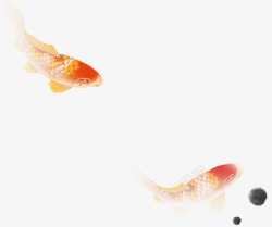 水中的金鱼摄影立体水中金鱼高清图片