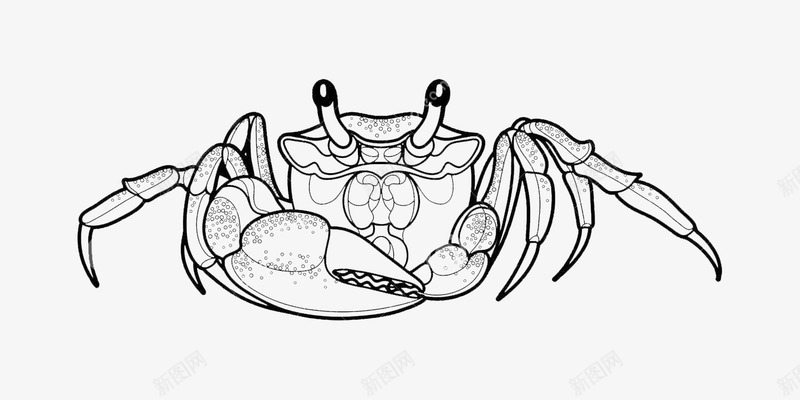 手绘海蟹png免抠素材_新图网 https://ixintu.com 卡通海蟹 卡通蟹 大海蟹 手绘海蟹 海蟹 螃蟹 蟹