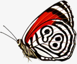 春季红白色纹理蝴蝶素材