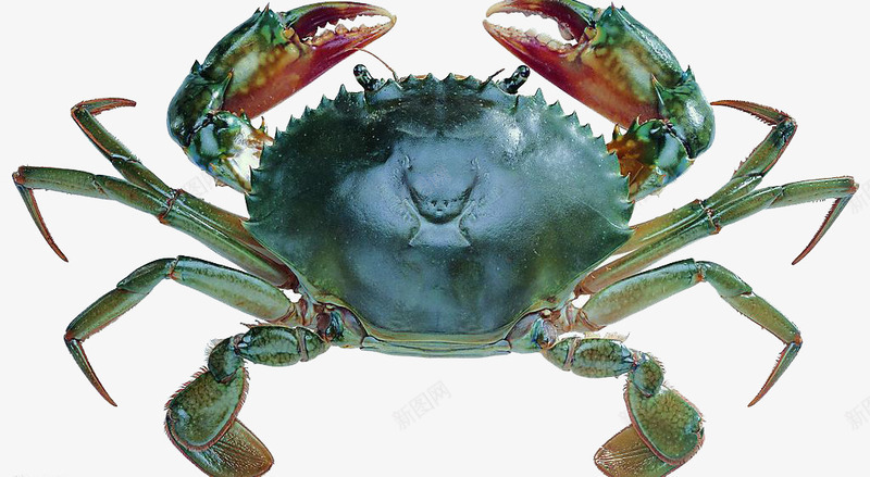 绿色螃蟹海鲜食材png免抠素材_新图网 https://ixintu.com 海鲜 绿色 螃蟹