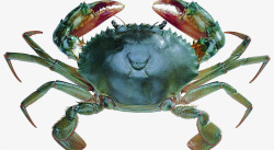 绿色螃蟹海鲜食材素材
