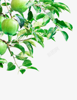 苹果树手绘绿色叶子图高清图片