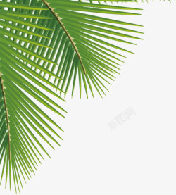 椰树叶子素材椰树叶子高清图片