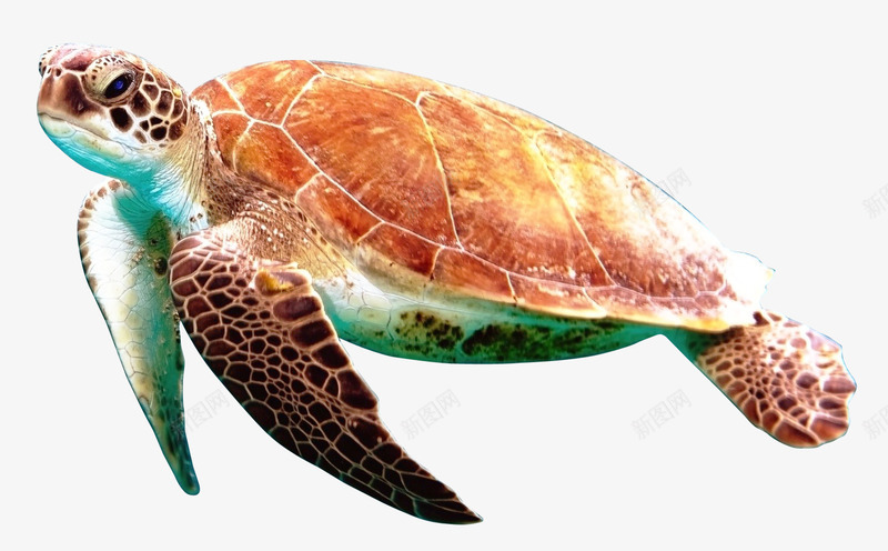 海龟png免抠素材_新图网 https://ixintu.com 动物 海洋生物 龟