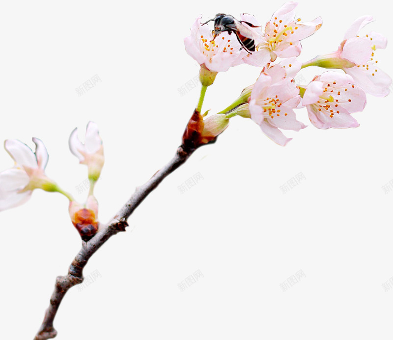 一枝樱花和蜜蜂psd免抠素材_新图网 https://ixintu.com 动物 春天 植物 樱花 蜜蜂