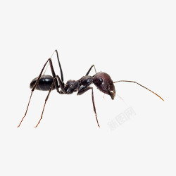 黑色的蚂蚁手绘蚂蚁高清图片