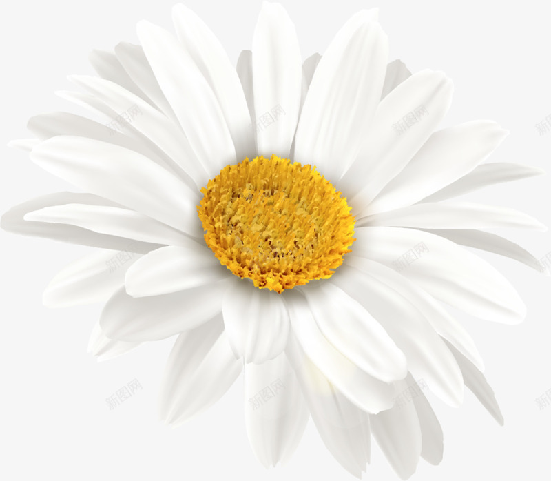 春暖花开白色向日葵png免抠素材_新图网 https://ixintu.com 一朵向日葵 春季 春暖花开 白色向日葵 白色花朵 白色花瓣