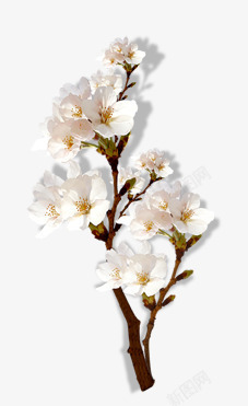白色一束花花桃花杏花高清图片