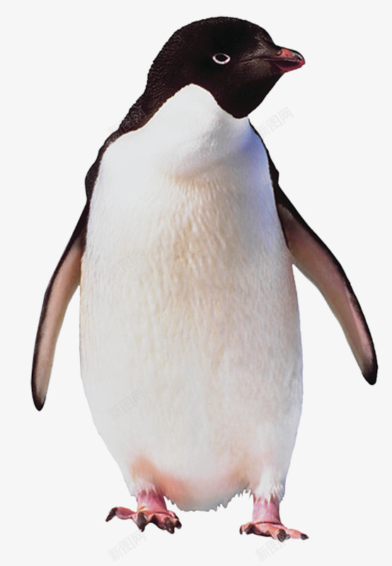 一只企鹅png免抠素材_新图网 https://ixintu.com 企鹅 南极 可爱 鸟类