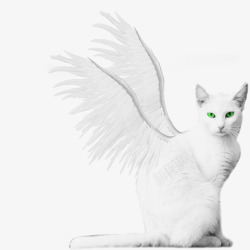 白色天使猫素材