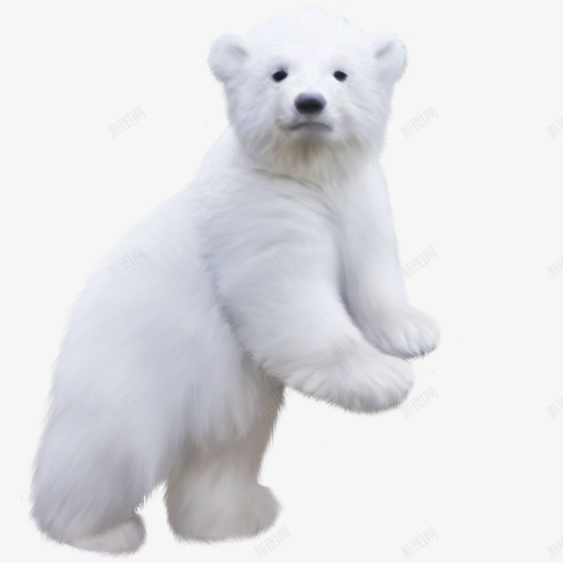 白色北极熊png免抠素材_新图网 https://ixintu.com 一只 动物 北极熊 手绘 爪子 白色的 耳朵 行走的熊