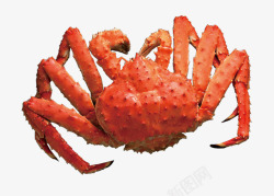 帝王座椅装饰红色的海鲜帝王蟹高清图片