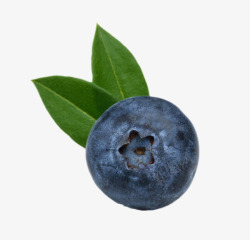 野生蓝莓实物蓝色带叶子野生蓝莓高清图片