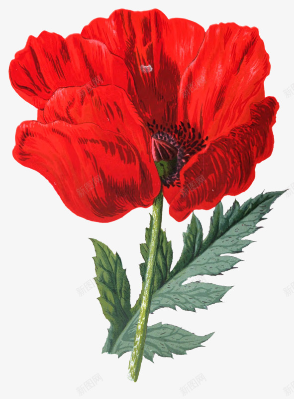 红色的花png免抠素材_新图网 https://ixintu.com 好看 手绘 精致 红色 花朵