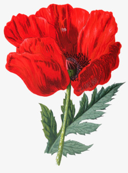 红色的花素材