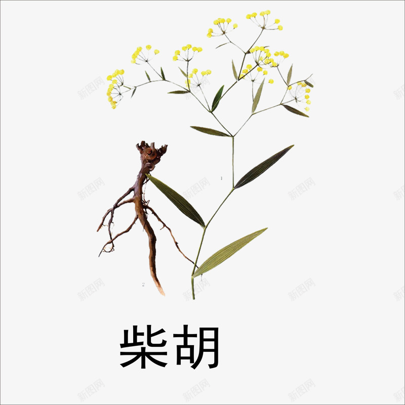 柴胡png免抠素材_新图网 https://ixintu.com 中药 本草纲目 本草纲目彩色版 草药 药材