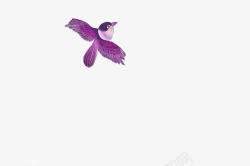 小鸟动作紫色小鸟飞翔展翅动作背景高清图片