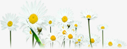 白色春季唯美花朵素材