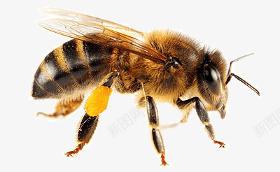 蜜蜂png免抠素材_新图网 https://ixintu.com 昆虫 蜂类 蜜蜂 采蜜