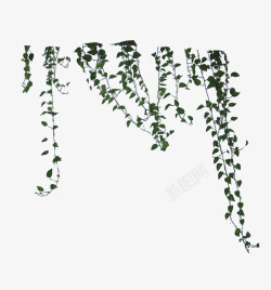 现代爬山虎植物绿色绿藤植物高清图片