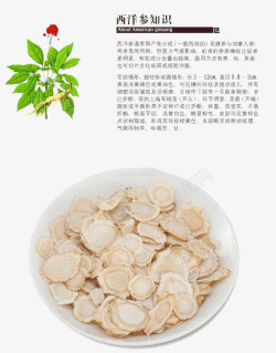 西洋参功效西洋参简介高清图片