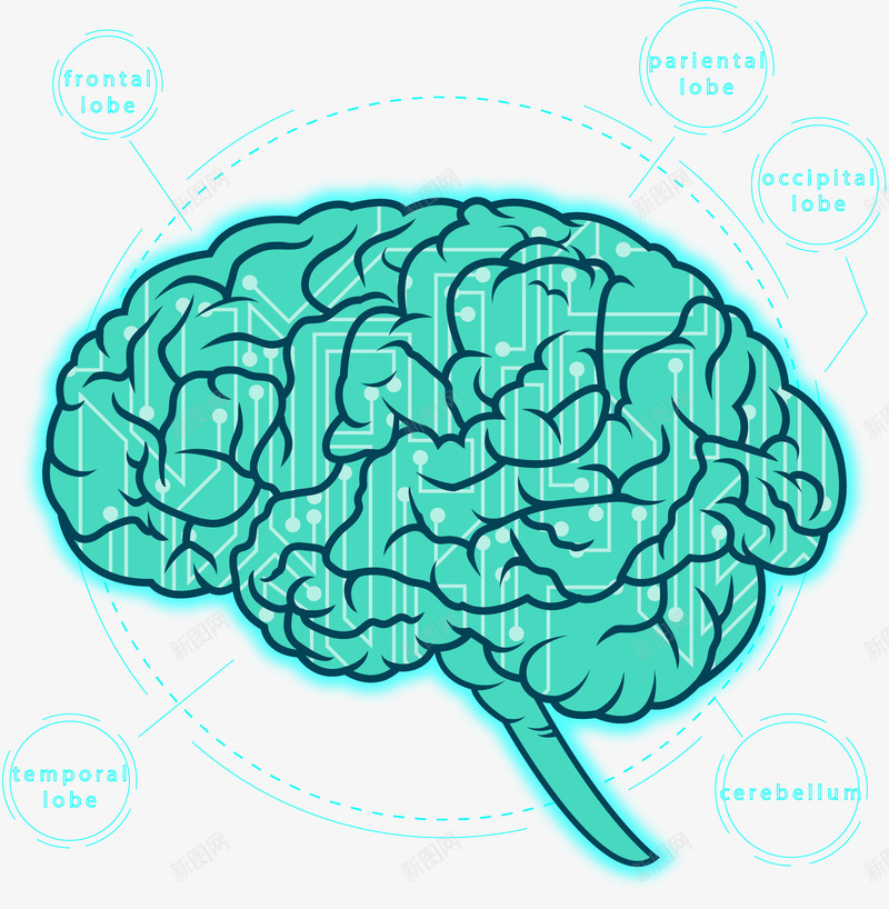 手绘大脑png免抠素材_新图网 https://ixintu.com 大脑 手绘 神经 脑内科 脑组织