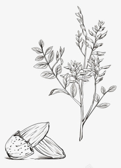 植物树叶手绘草药线稿4高清图片