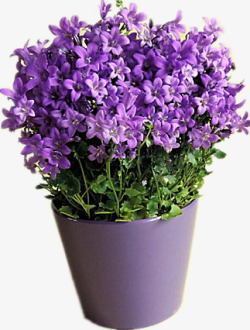 香味持久紫色的盆栽高清图片