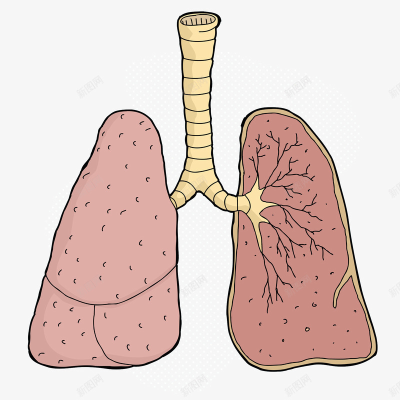 人体器官png免抠素材_新图网 https://ixintu.com 人体部件 生命脉络 组织器官 肺叶 肺管 身体健康