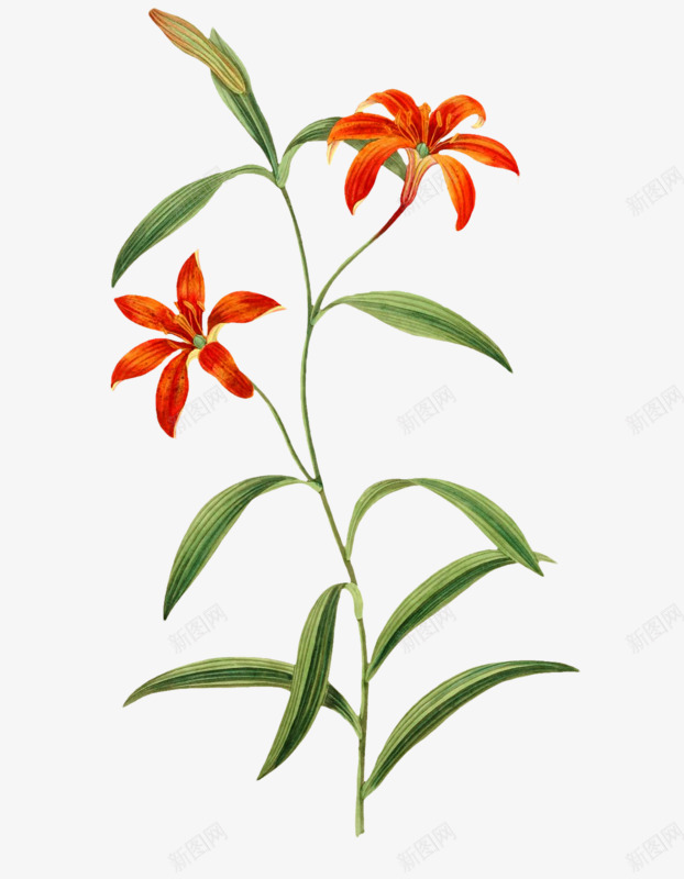 两个花朵png免抠素材_新图网 https://ixintu.com 两个橙花 可爱 好看 手绘
