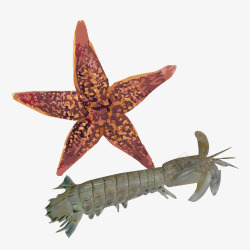 海星海虾素材