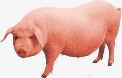 土猪肉开春农业畜牧业棕红色农家土猪宣高清图片