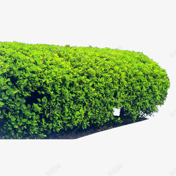 绿色植物png免抠素材_新图网 https://ixintu.com 园林 绿化装饰 绿色植物 花丛 花朵 花草