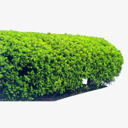 园林素材绿色植物高清图片